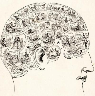 Phrenological Regions on Skull